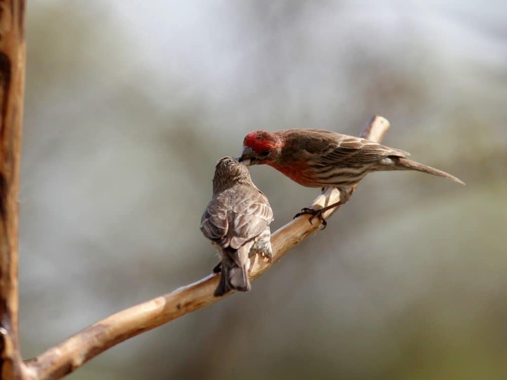 Male Red Finch Feeding baby