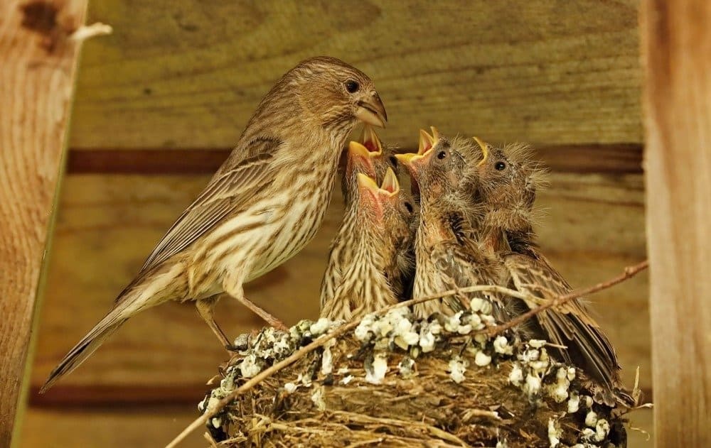 Female red finch feeding babies in a nest, Wisconsin.