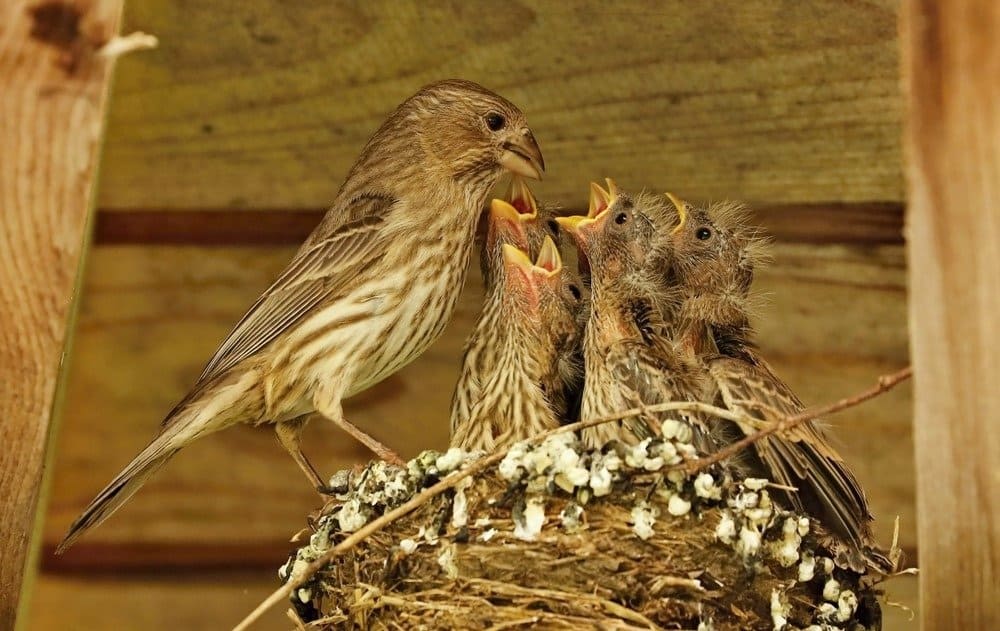 Purple Finch Nest