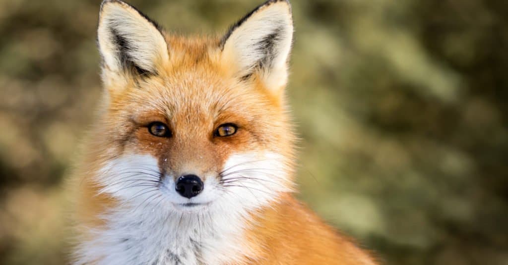 Red Fox