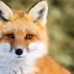 Red fox