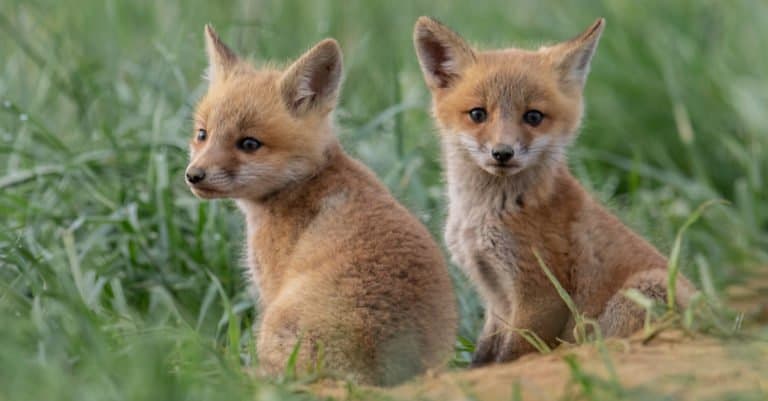 Red fox babies