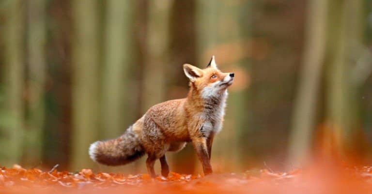 Red fox in leaves