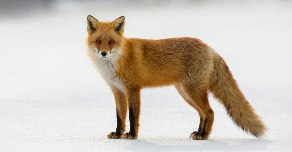 Red fox in winter