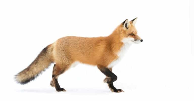 Red fox isolated on white background