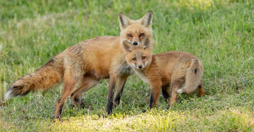 black and red fox