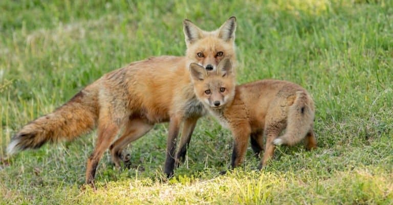 Red fox pair in grassy field