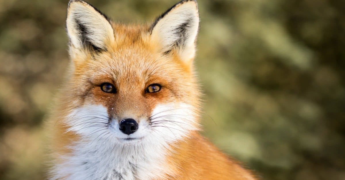 Silver Fox Animal Face