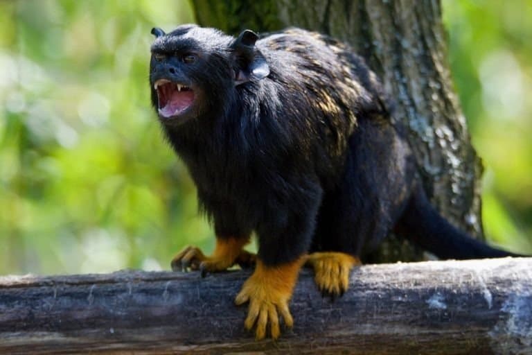 Red Handed Tamarin (Saguinus midas) is a tree with his mouth open