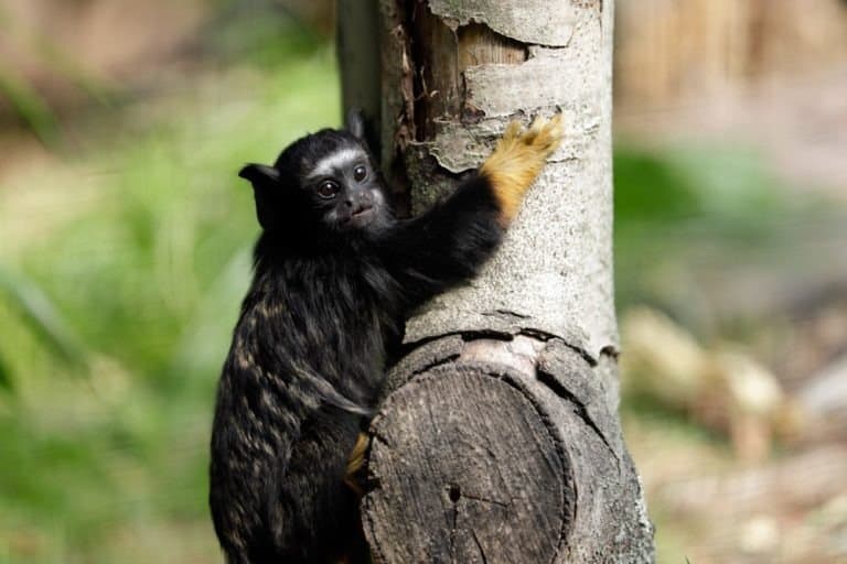 Portrait of of the baby red-handed tamarin