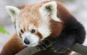 Baby Red Pandas: Adorable Pictures and Surprising Facts Picture
