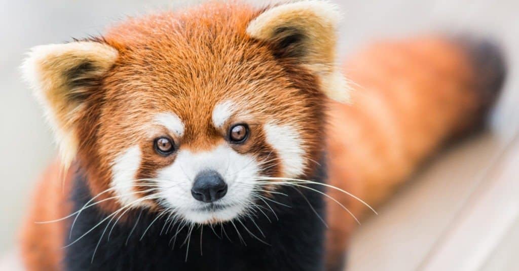 A frontal portrait of a Red Panda