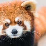 Red panda
