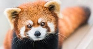 10 Incredible Red Panda Facts Picture
