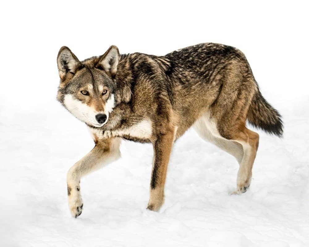 Female Red Wolf on a white background