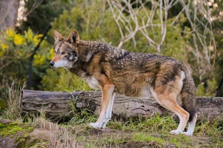 Red Wolf Conservation