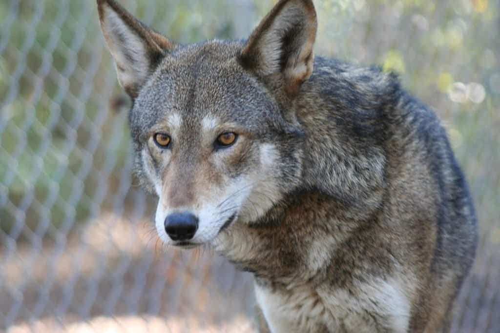 Red Wolf at Sandy Ridge, USA