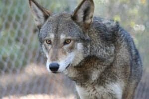 Red Wolf photo