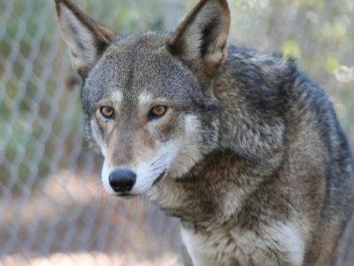 Red Wolf Picture