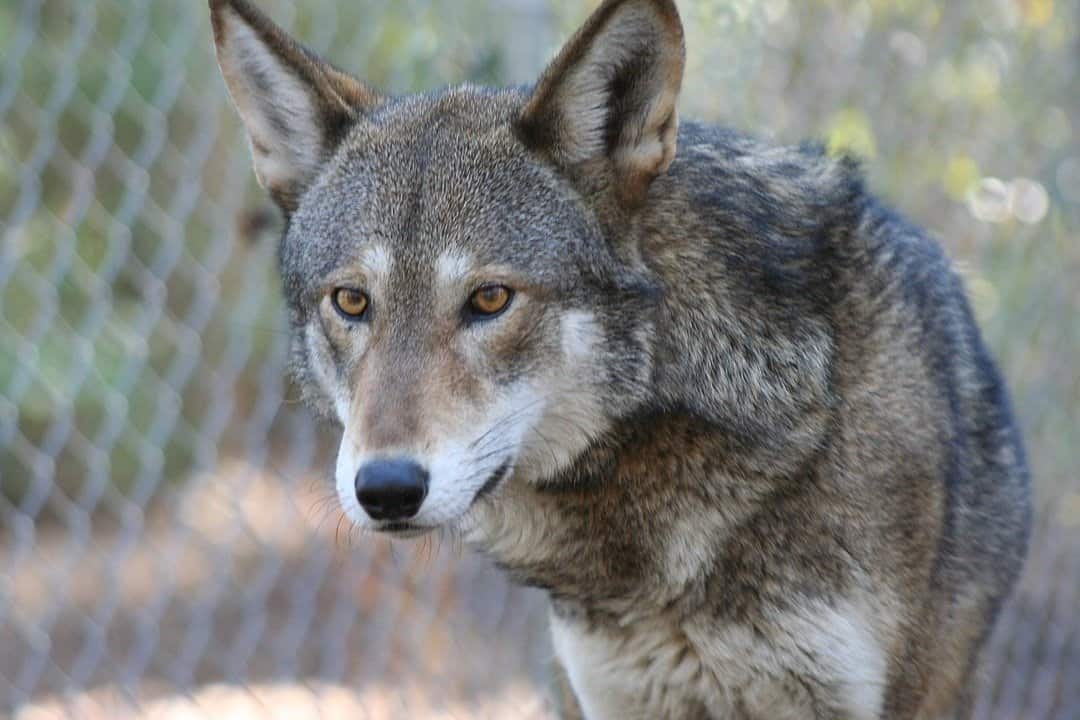 Red Wolf Animal Facts | Canis lupus rufus - AZ Animals