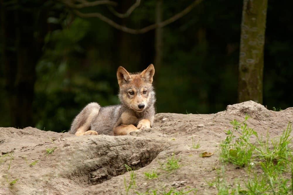 A young red wolf cub lying on the ground