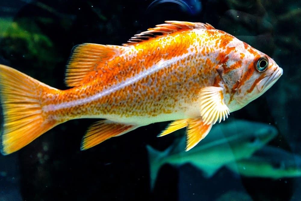 Single Canary rockfish - fish from the northeast region of Pacific Ocean in a zoological aquarium