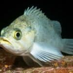 Rockfishes