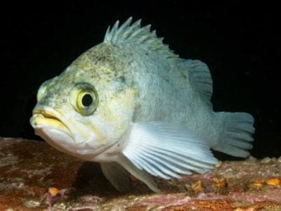 A Rockfish
