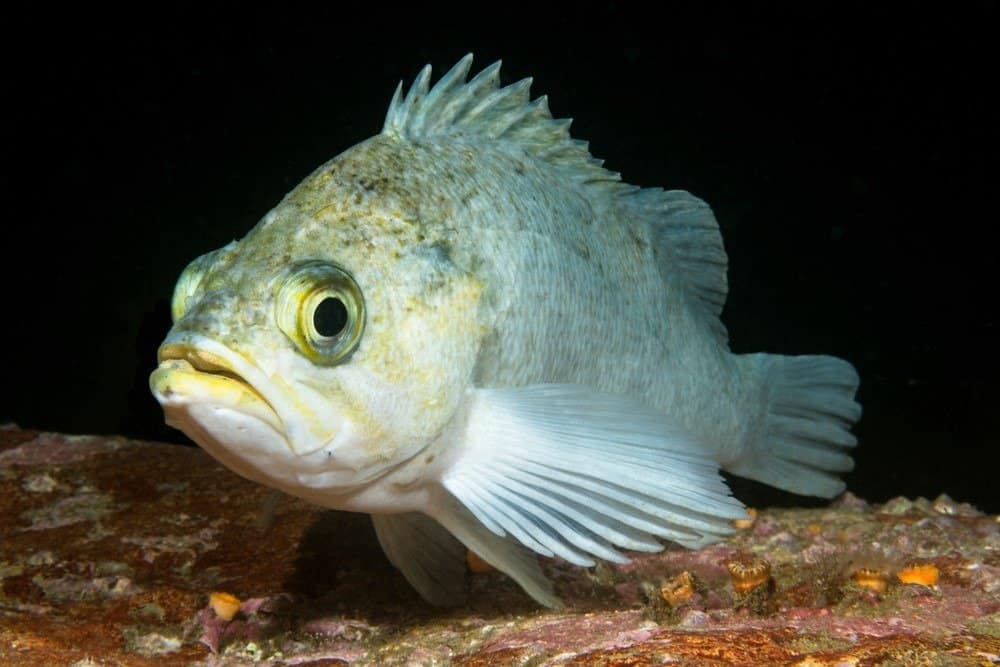 A white rockfish rests on a reef in the waters of California's Channel Islands.