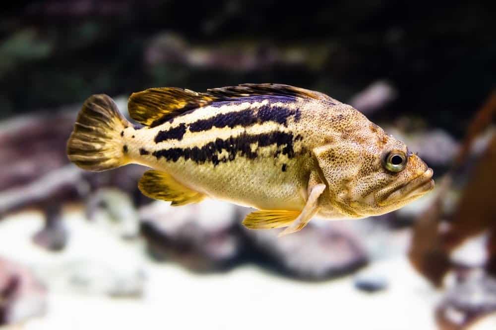 Swimming Black rockfish