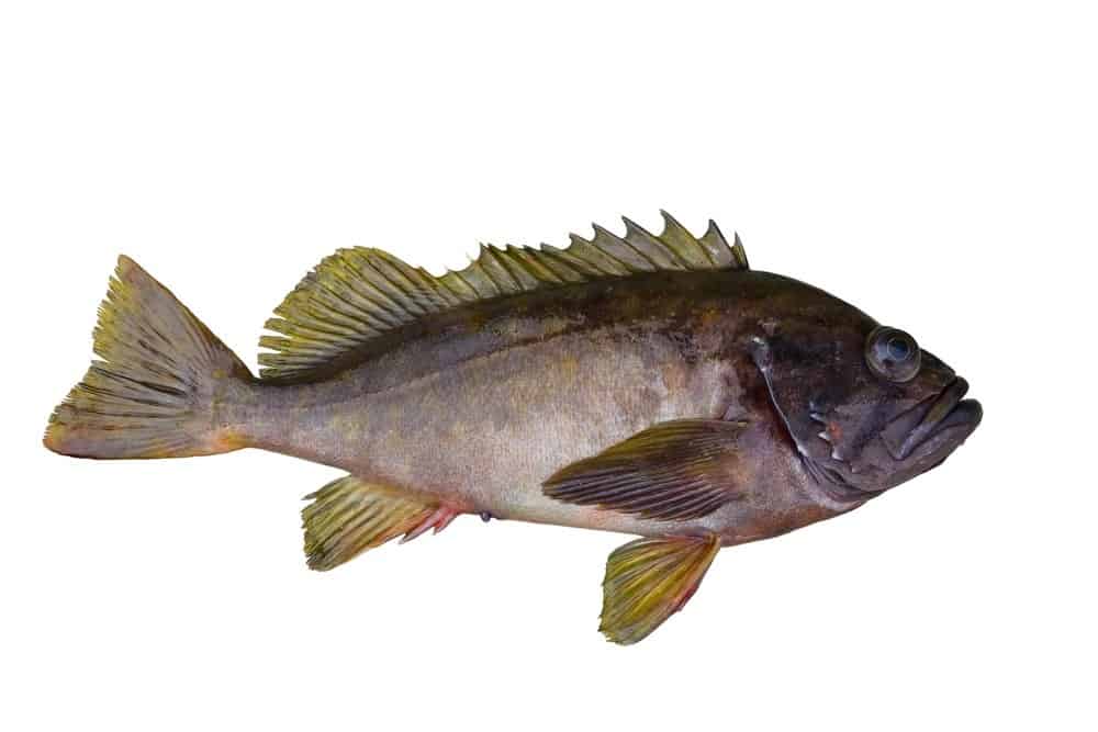 Rockfish isolated on white background.