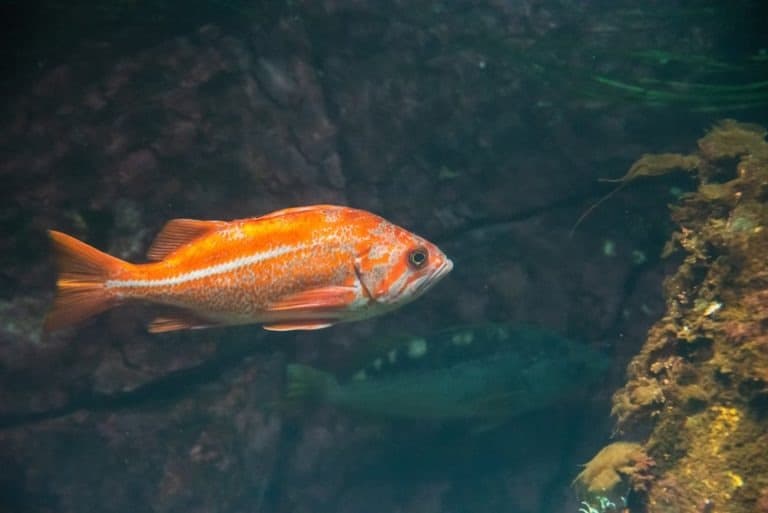 Juvenile yelloweye rockfish in the aquarium. Vancouver, Canada