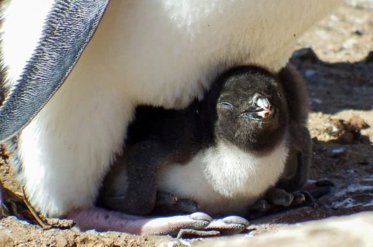 Rockhopper penguin chick enjoying the sun