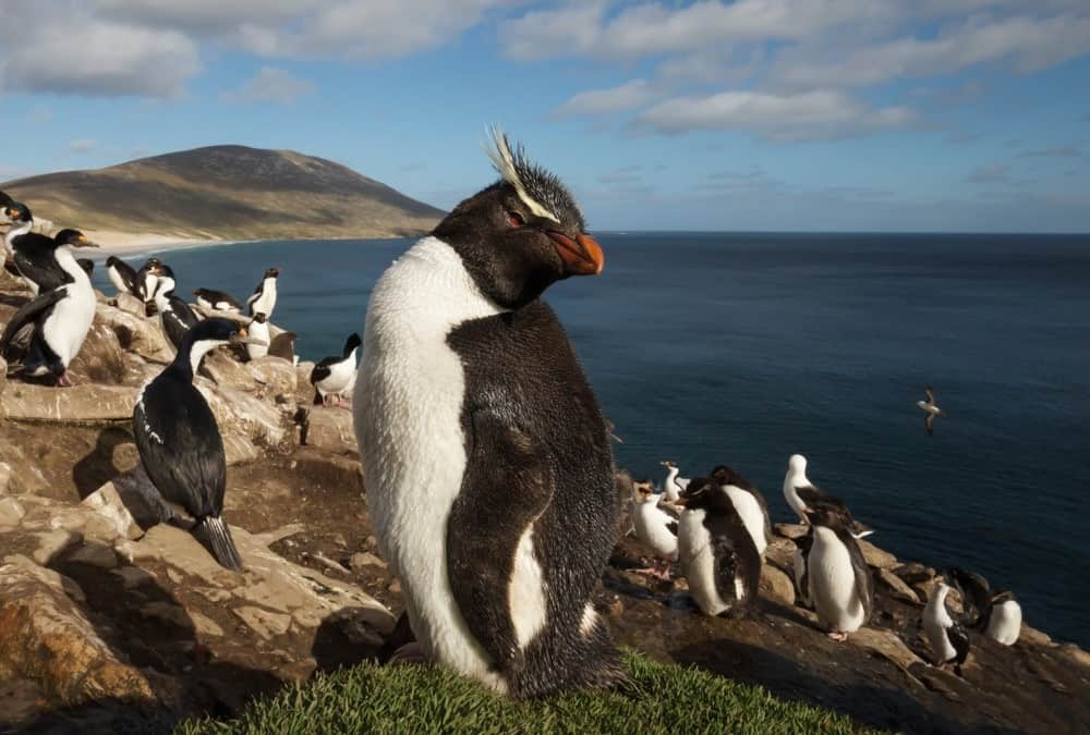 Close up of a Rockhopper penguin (Eudyptes chrysocome) standing in a group of penguins and Imperial Cormorants on a coastal area of Falkland Islands.