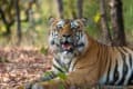 Why Are Tigers on the Brink of Extinction? - A-Z Animals