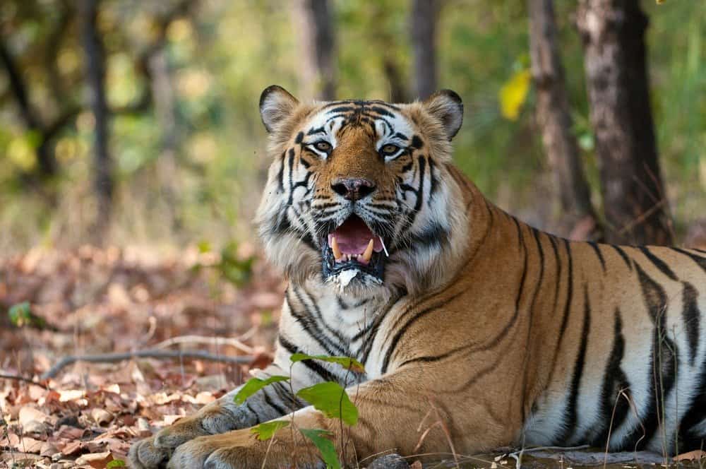 The Bengal tiger is Bangladesh's national animal