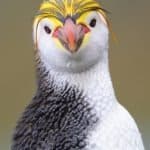 Royal Penguin
