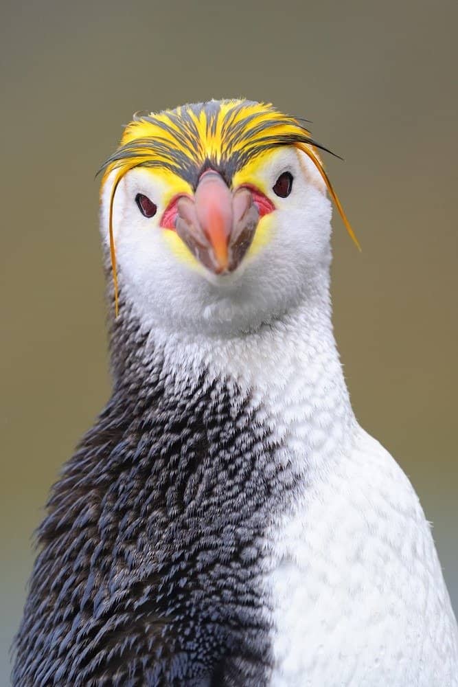 Full frame of a Royal Penguin, with a mostly white face, with a fantastic yellow crested brow, with red accents, smallish black eyes, and and orange=to-rown beak. The left half of its body is black, the right  half, white.