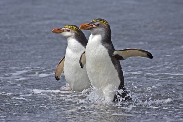 Two Royal Penguins in the water, Macquarie Islands, Australia