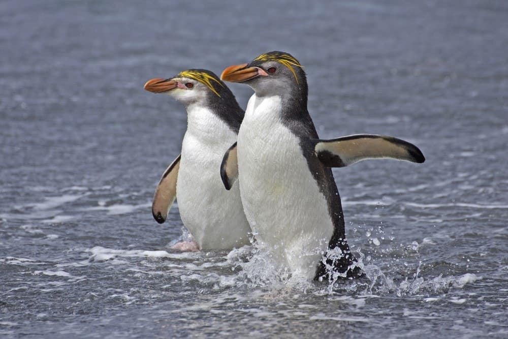 Two Royal Penguins in the water, Macquarie Islands, Australia