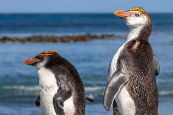 Adult and juvenile Royal Penguins