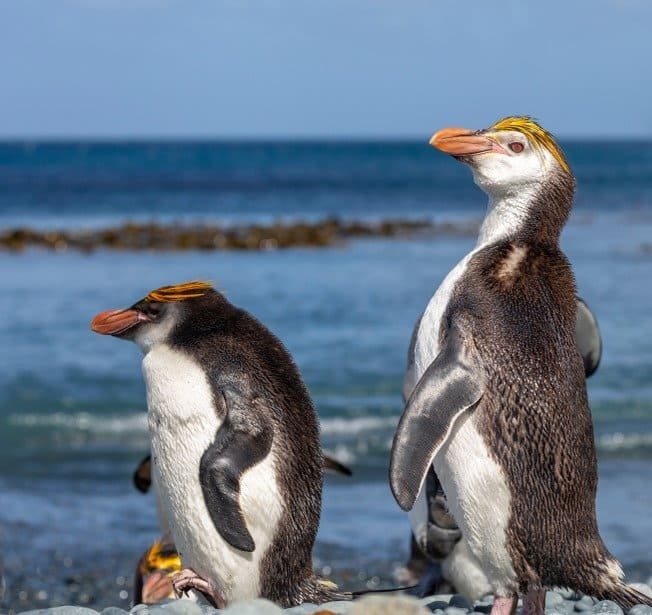 Adult and juvenile Royal Penguins