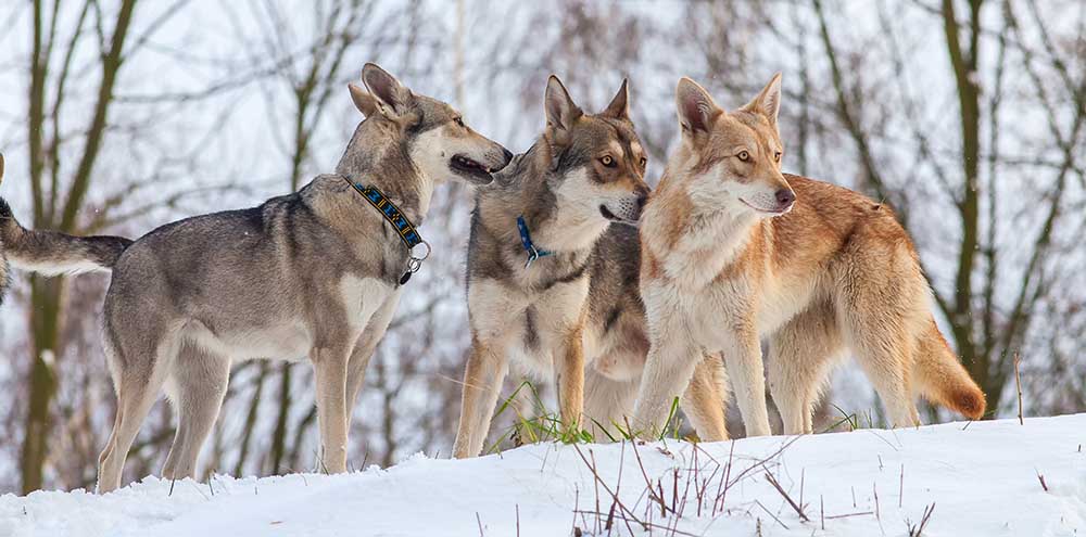A pack of Saarloos Wolfdogs, a wolf-like dog breed, in the snow