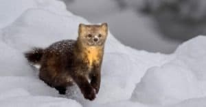 Sable foraging in the snow