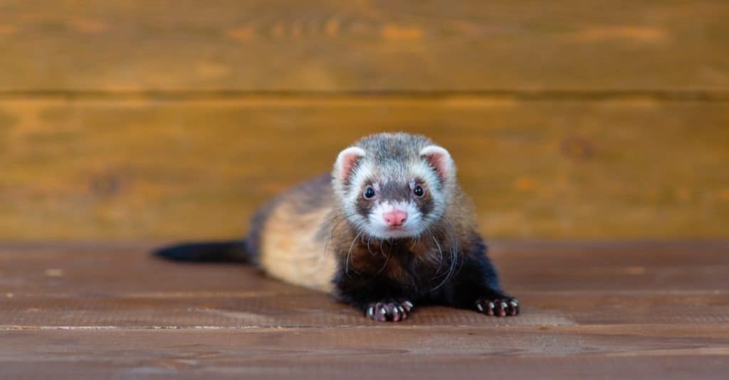 Gray-black sable cub on a wooden background