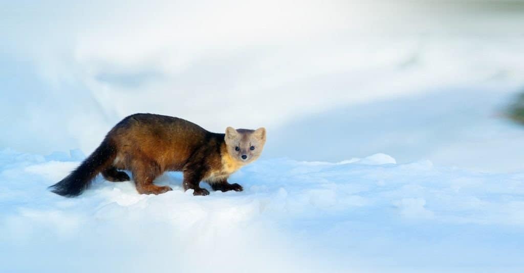 Sable Facts, Distribution, Habitat, Life-cycle, Pictures