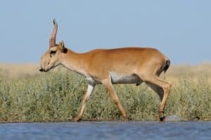 Impala vs Antelope: What are the Main Differences? Picture