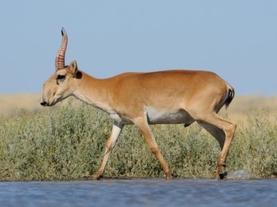 A Impala vs Antelope: What are the Main Differences?