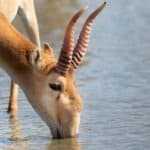Saiga antelope