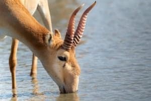 Saiga antelope or Saiga tatarica drinks in steppe